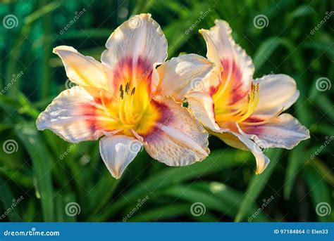 Daylily Stock Photo Image Of Flowers Garden Colorful 97184864