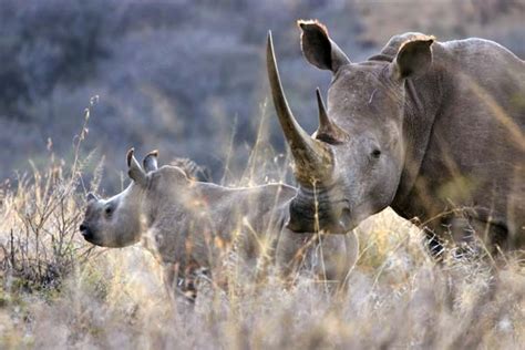 White Rhinoceros Mother And Her Calf