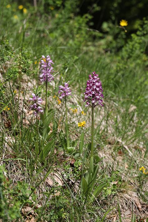 Orchis X Hybrida The Hybrid Between The Lady Orchid Orchi Flickr