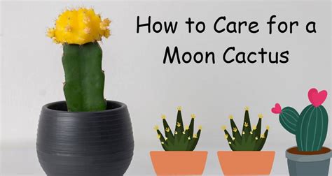 How To Care For A Moon Cactus Houseplantsinfo