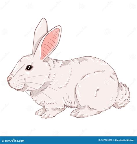 Vector Cartoon White Rabbit Stock Vector Illustration Of Bunny