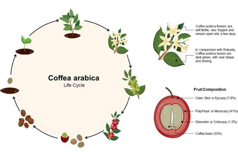 Distinguishing Biological Characteristics Of Coffee Plants