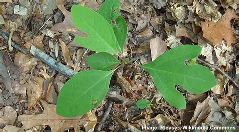 Sassafras Tree: Leaves, Flowers, Bark (Pictures) - Identification Guide