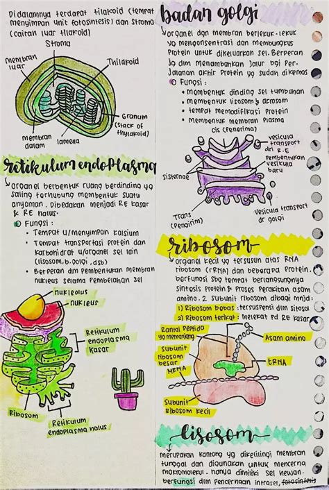 catatan tentang biologi kelas  sel sma clear biologi catatan