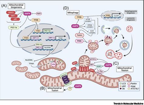 AMPK Is Mitochondrial Medicine For Neuromuscular Disorders Trends In