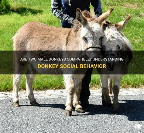 Are Two Male Donkeys Compatible Understanding Donkey Social Behavior