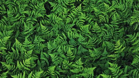 Ferns Wallpapers Top Free Ferns Backgrounds WallpaperAccess