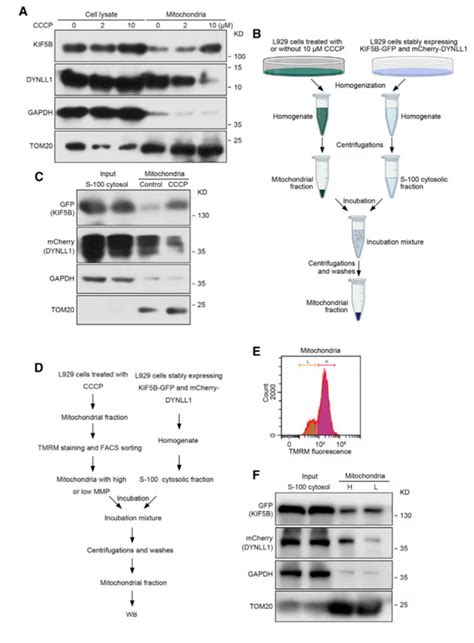 线粒体质量控制新机制—线粒体胞吐mitocytosis 知乎