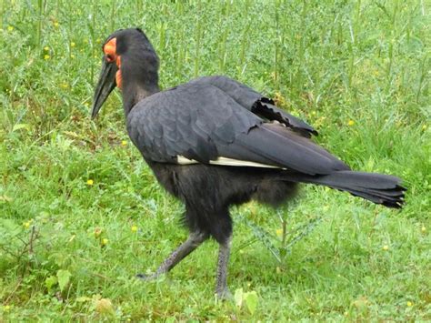 Pin by Beverley Drury on Southern Ground Hornbill | Zoo, Animals, Bird