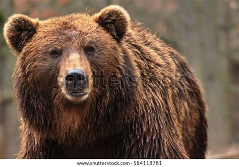 Animal Class Ursine Big Brown Bear Stock Photo 584118781 Shutterstock