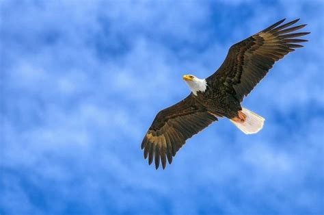 Soaring High Exploring The Bird With The Longest Wingspan