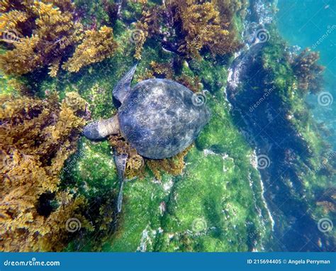 Sea Turtle Eating Seaweed Stock Image Image Of Water 215694405