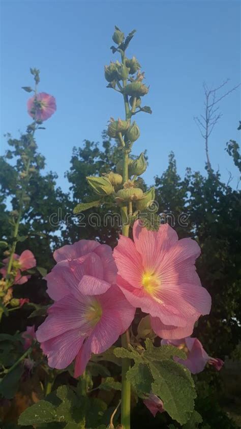 Beautiful Hollyhock Standing Tall In Soft Focus Stock Image Image Of