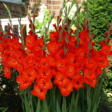 Red Gladiolus Plant