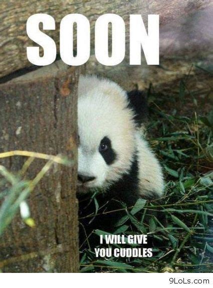 Funny Panda Pictures Quotes - ShortQuotes.cc