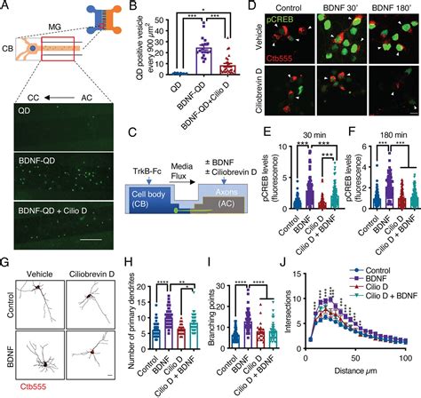 Bdnf Trkb Signaling Endosomes In Axons Coordinate Creb Mtor Activation