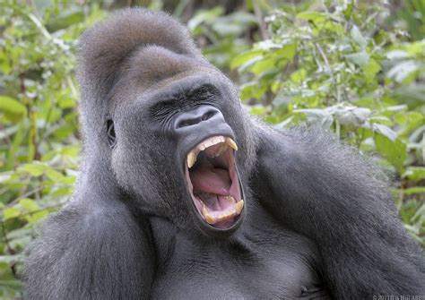 Gorilla Yawning Gorilla Gorillas Art Great Ape