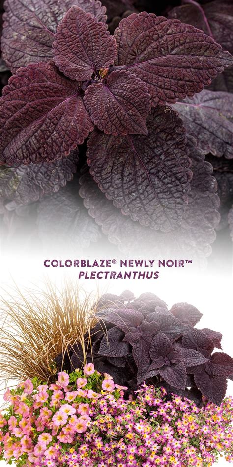 ColorBlaze Newly Noir Coleus Scutellarioides Proven Winners