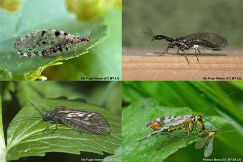 Lacewings Workshop - North West Invertebrates