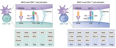 Mhc Dependent Antigen Presentation Cd8 Left And Cd4 Right T