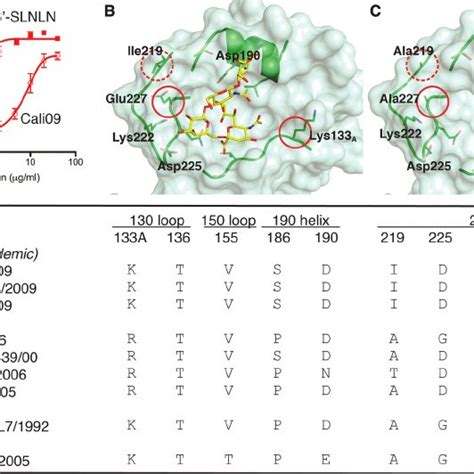 Differences In Glycan Binding Avidity And Receptor Binding Site