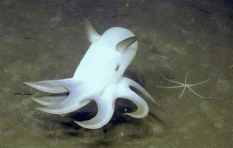 Beautiful Deep Sea Creatures