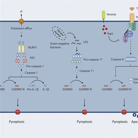 Schematic Of Mouse Gsdmd Along With Key Residues Gsdmd Is Cleaved By Download Scientific