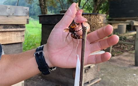 又一老蜂农过来求助，子威历时两天终于找到祸害了十几桶小蜜蜂的“原凶”虎头蜂 乡野子威 乡野子威 哔哩哔哩视频