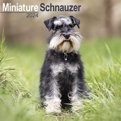 Miniatuur Schnauzer Kalender 2024 Bol