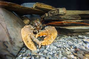 Claws for thought: The world leading crustacean conservation charity