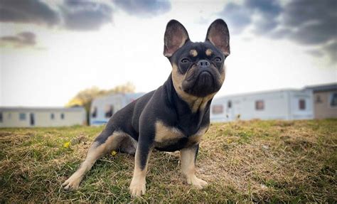 French Bulldog Black And Tan