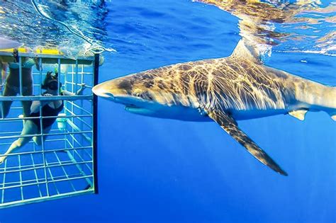 Oahu Shark Cage Dive On The North Shore Getyourguide