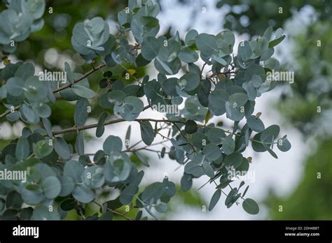 Eukalyptus Fotos und Bildmaterial in hoher Auflösung Alamy