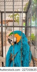 Long Tail Parrots Images Browse Stock Photos Vectors Free