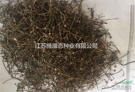 白花蛇舌草生理特性，需要种子请联系绿康态价格供应图片江苏绿康态种业有限公司