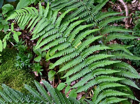 Wald Frauenfarn Athyrium Filix Femina Wald Frauenfarn A Flickr