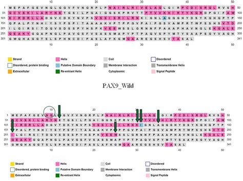 Secondary Structure Prediction Of Wild And Mutant Of PAX9 This