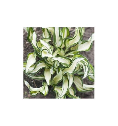 Funkia 'Twisted Spearmint' Hosta| Albamar
