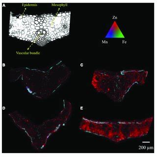 Microscope Cross Section A And Xrf Elemental Maps B E For Zn