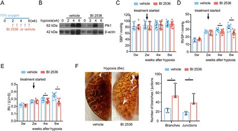 PLK1 Inhibitor BI 2536 Attenuates Hypoxia Induced PH In Mice Mice Were