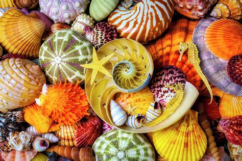 The Beauty Of Seashells Photograph By Garry Gay Pixels