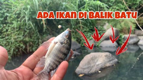 Niat Mancing Ikan Wader Ternyata Di Sarang Baby Nila Micro Fishing