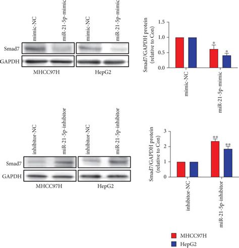 Jphyd Inhibited The Level Of Mir P And Increased The Smad Protein