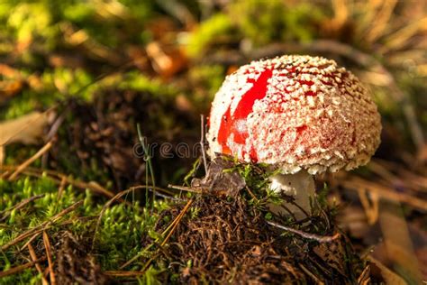 Amanita Muscaria Cogumelos Venenosos Fly Agaric Na Floresta Checa