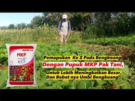 Cara Dan Dosis Tepat Pemupukan Ke Dua Bengkoang Dengan Pupuk Mkp Pak