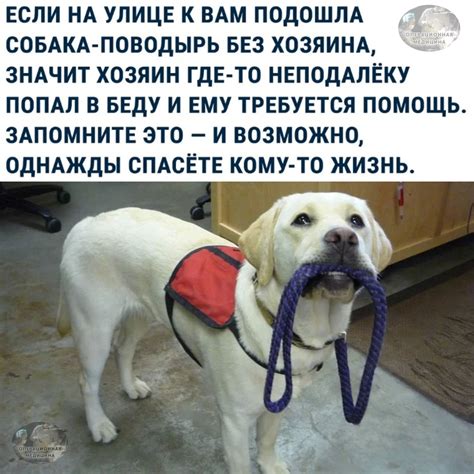 Собака поводырь - 73 фото