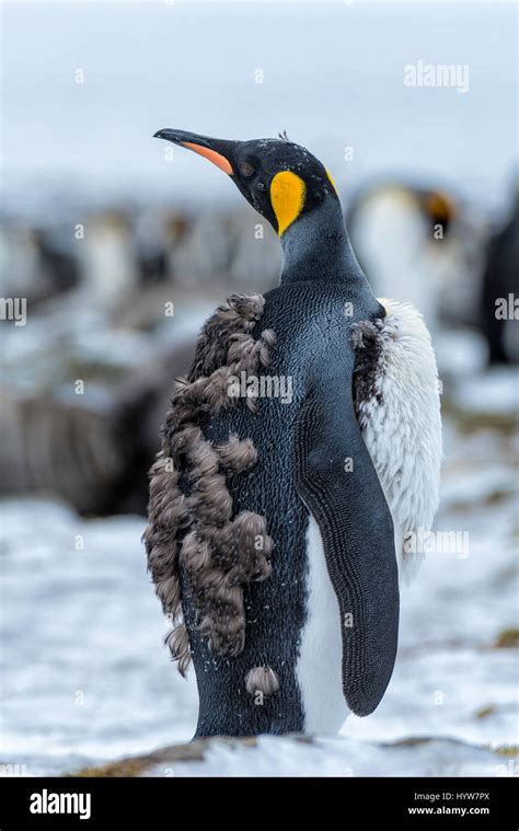 Molting King Penguin Chick Stock Photo - Alamy