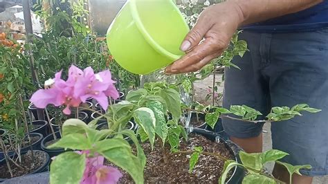 Tamang Potting Mix Ng Bougainvillea Ngayong Tag Ulan Para Iwas Sakit