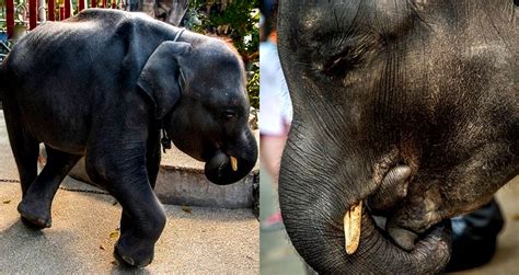 People are Working to Save This Real-Life ‘Dumbo’ at a Zoo in Phuket, Thailand