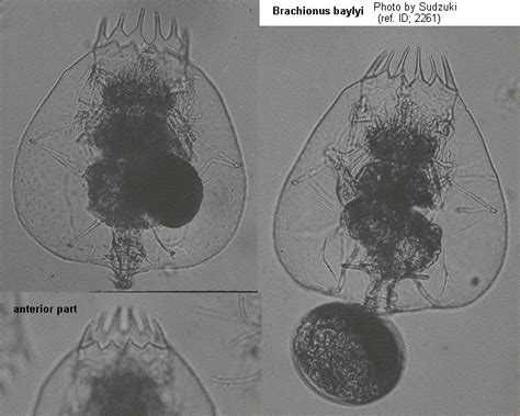 Brachionus Morphology